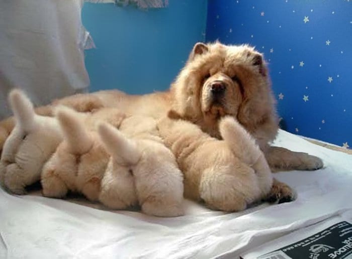 dogs-mini-mes-puppies-floof