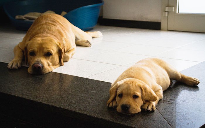 dogs-mini-mes-puppies-floor