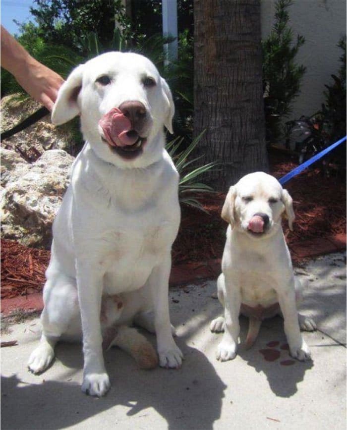 dogs-mini-mes-puppies-lab