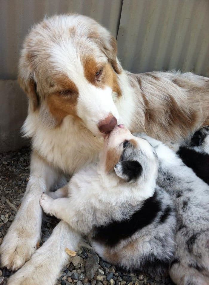 dogs-mini-mes-puppies-lick