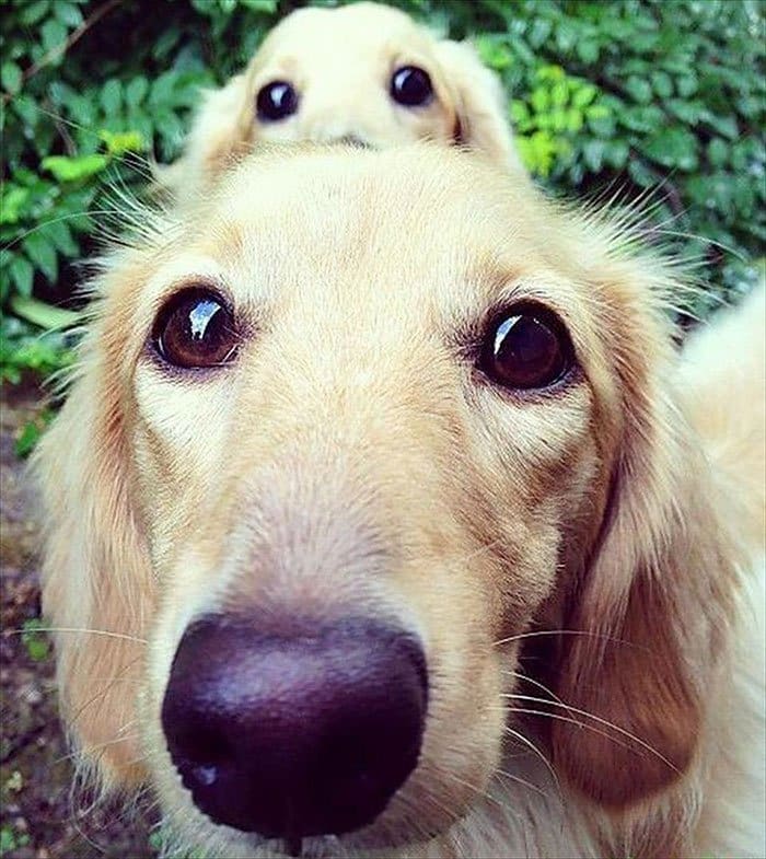 dogs-mini-mes-puppies-nose