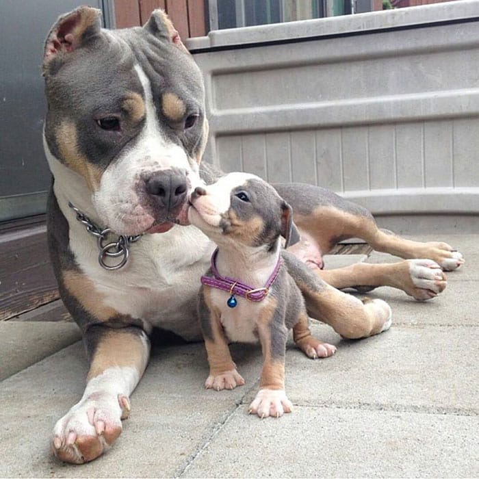 dogs-mini-mes-puppies-pit