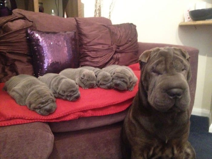 dogs-mini-mes-puppies-wrinkles