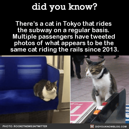 funny-facts-cat