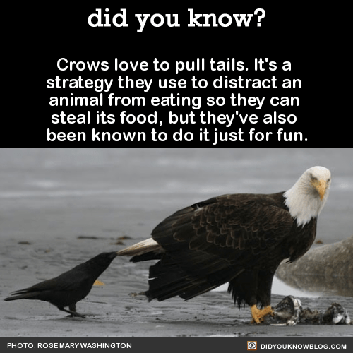 funny-facts-tail