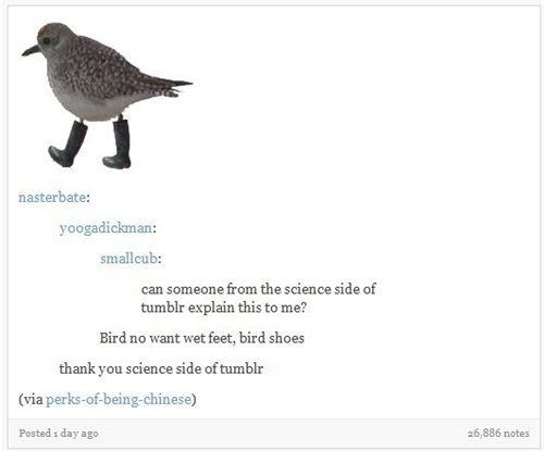 science-side-of-tumblr-bird-shoes