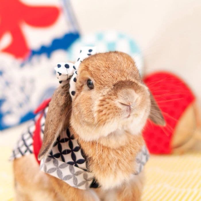 stylish-bunny-puipui-bow
