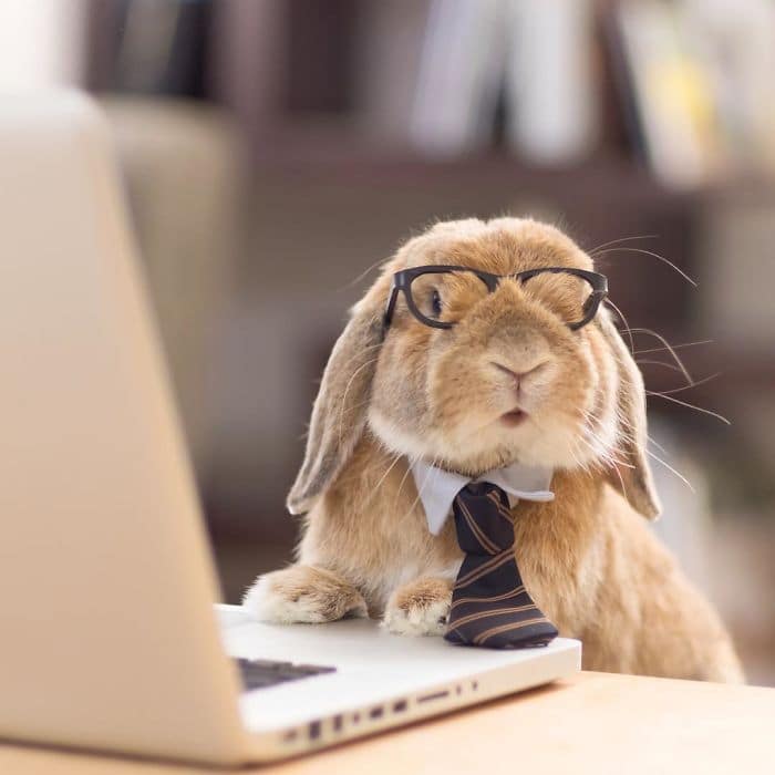 stylish-bunny-puipui-glasses