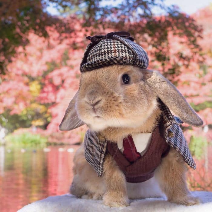 stylish-bunny-puipui-holmes