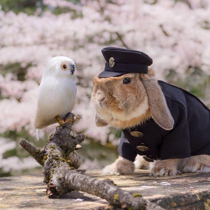 stylish-bunny-puipui-owl