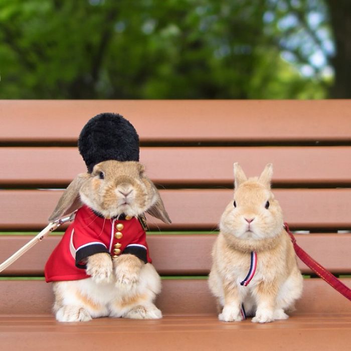 stylish-bunny-puipui-queens-guards