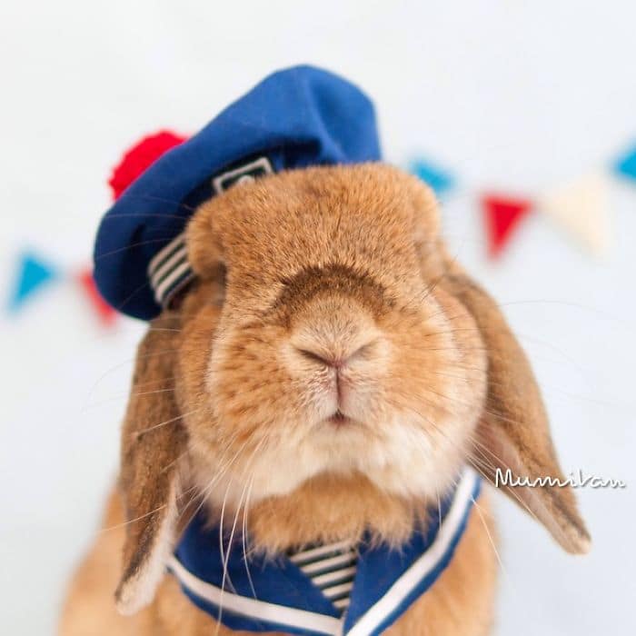 stylish-bunny-puipui-sailor
