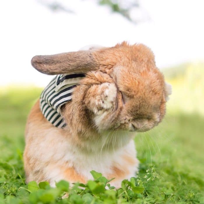 stylish-bunny-puipui-stripes