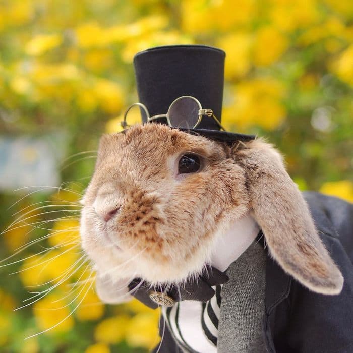 stylish-bunny-puipui-top-hat