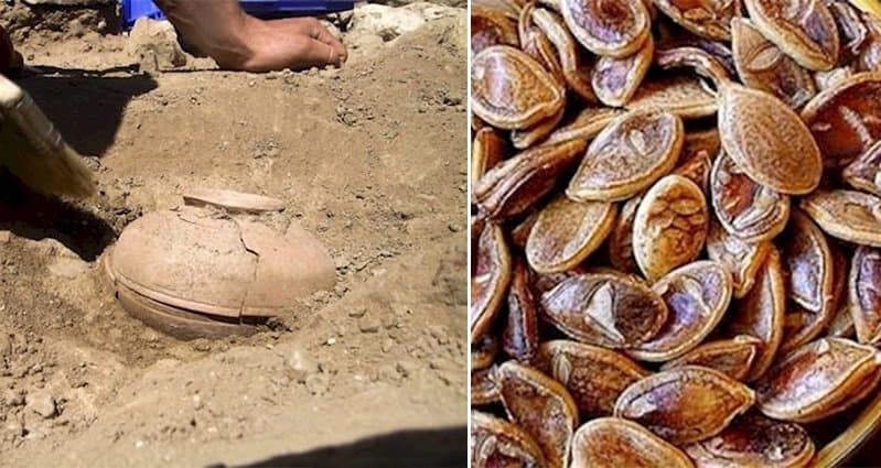 Archeologists Discovery Clay Pot Seeds