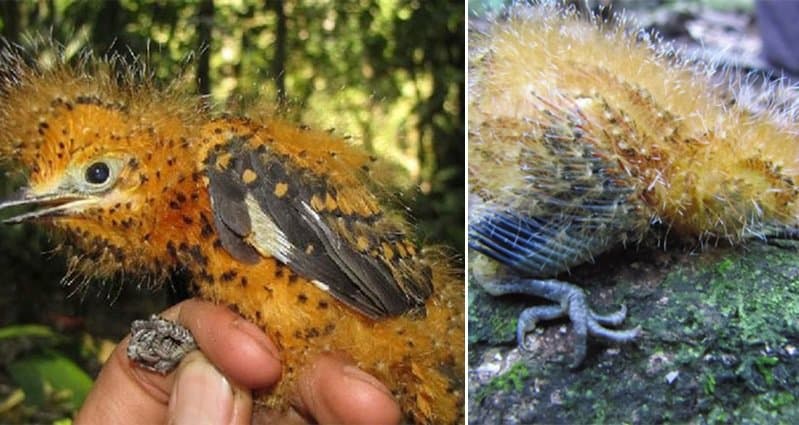 Cinereous Mourner Birds Evolving Caterpillar