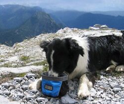 Collapsible Travel Dog Bowl
