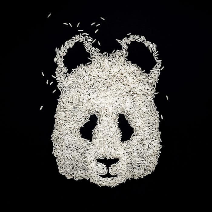 Rice Bear