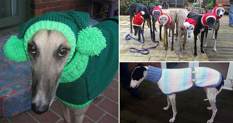 Sweaters For Greyhounds