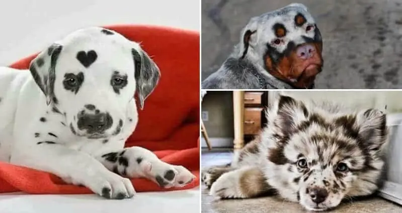 dogs with amazing markings