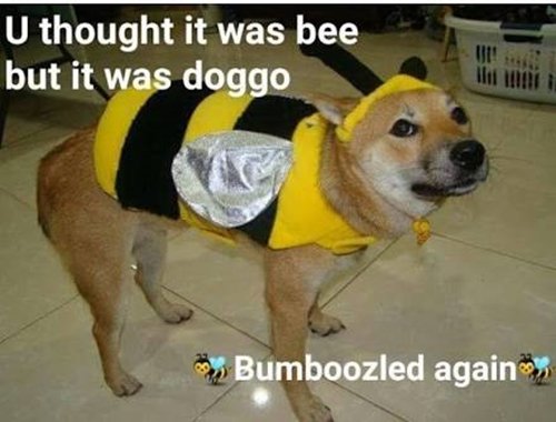 funny-dog-images-bee
