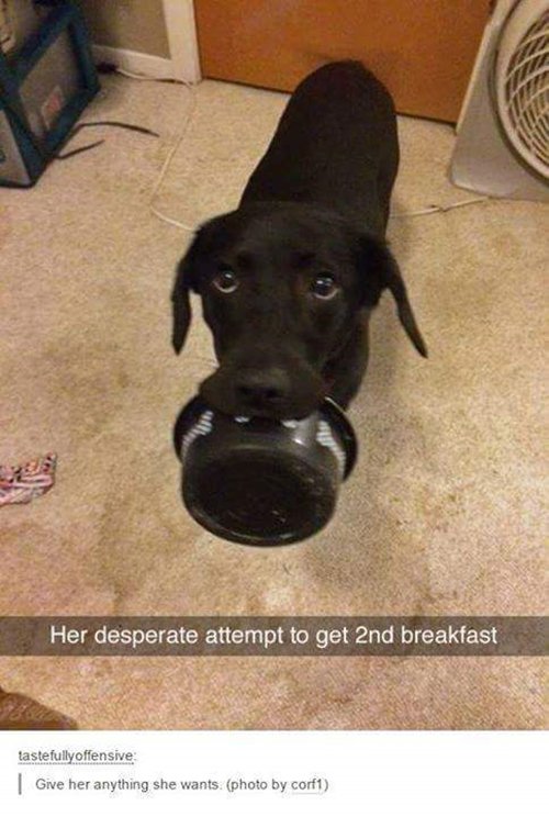 funny-dog-images-breakfast