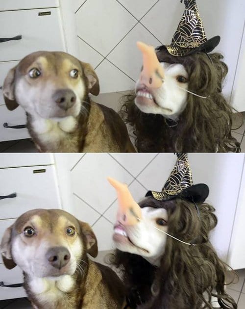 funny-dog-images-halloween