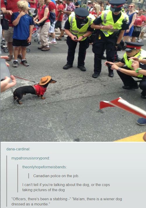 funny-dog-images-mountie