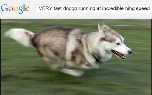 funny dog images very fast