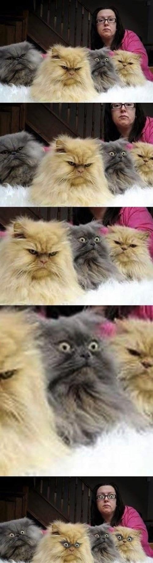 hilarious-face-swaps-cat
