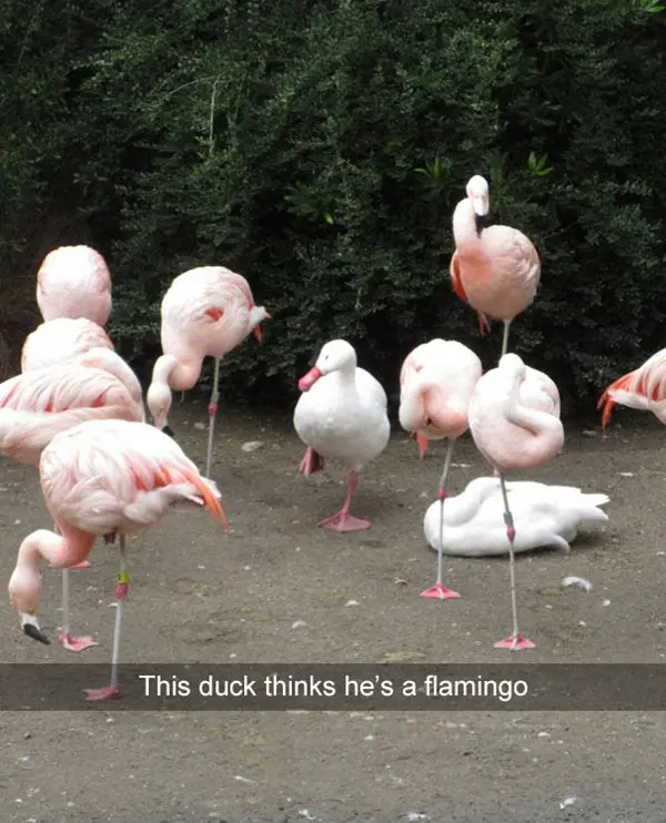 hilarious-snapchats-duck