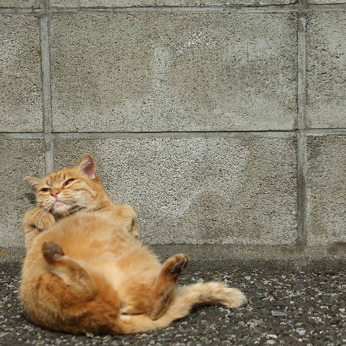 tokyo-stray-cats-belly