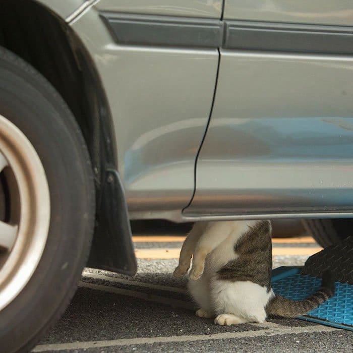 tokyo-stray-cats-car