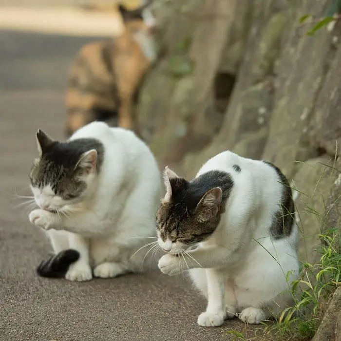 tokyo-stray-cats-clean