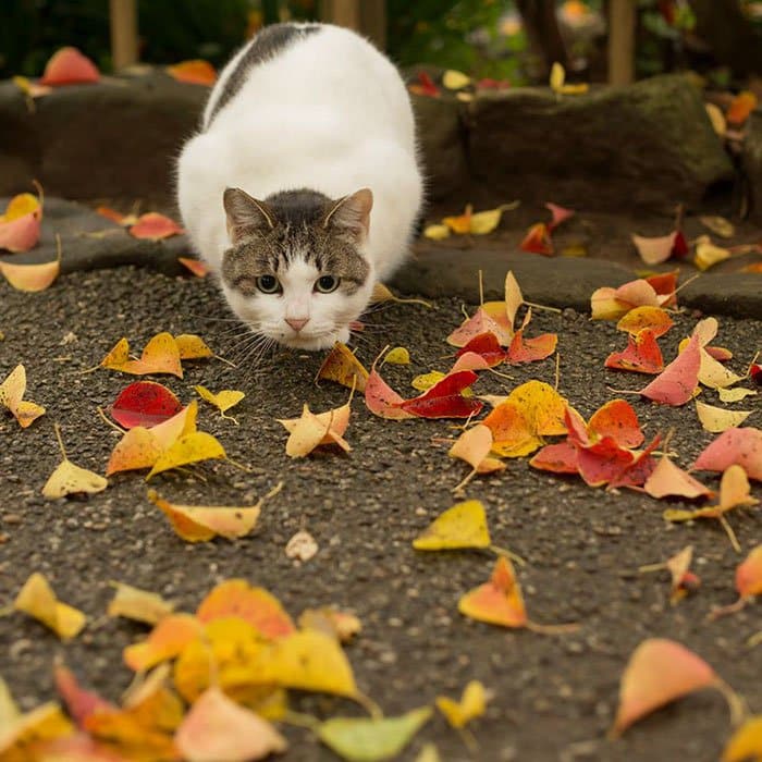 tokyo-stray-cats-leaves