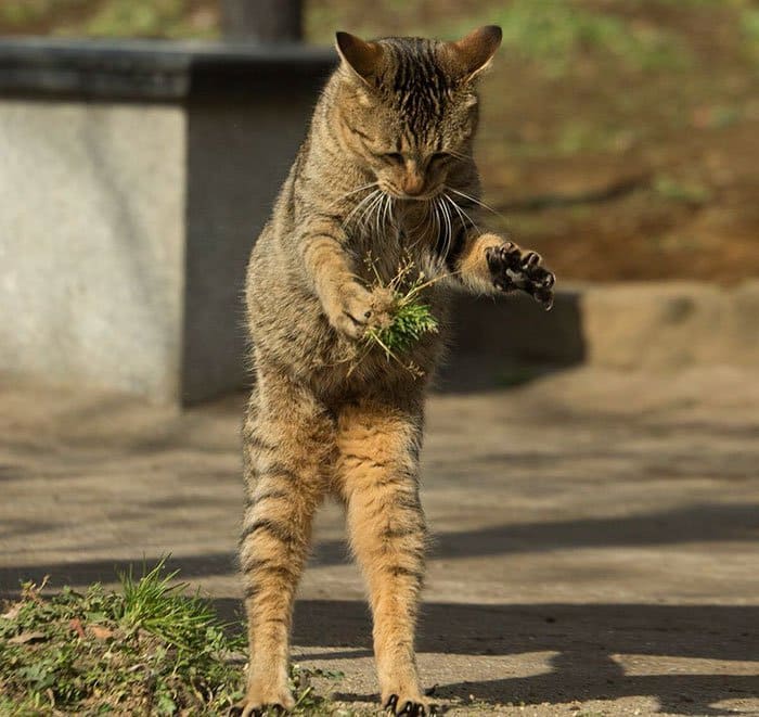 tokyo-stray-cats-play