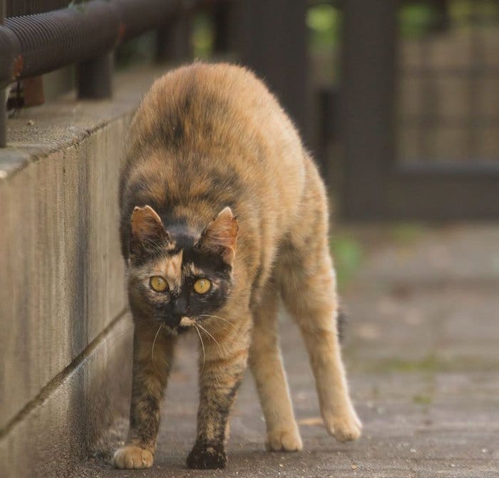 tokyo-stray-cats-stare