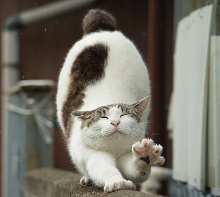 tokyo-stray-cats-stretch