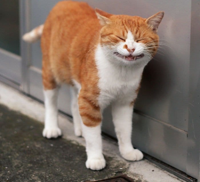 tokyo-stray-cats-teefs