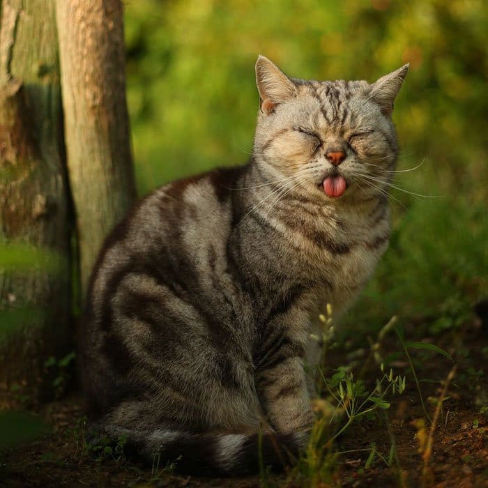 tokyo-stray-cats-tongue