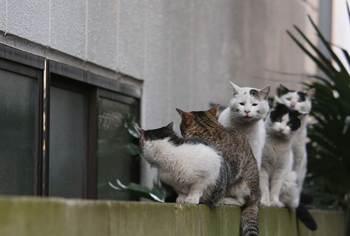 tokyo-stray-cats-traffic-jam