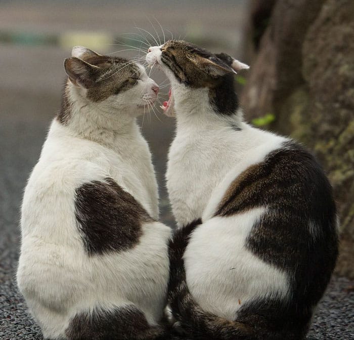 tokyo-stray-cats-yawn