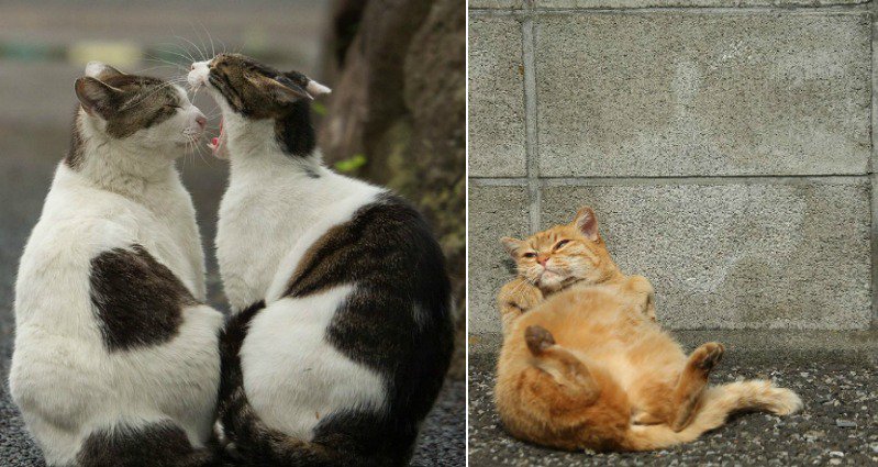 tokyo stray cats