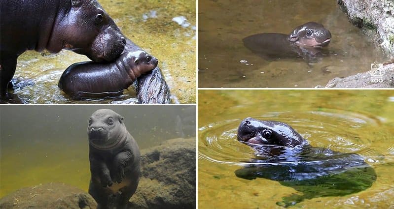 Obi Hippo Learning To Swim