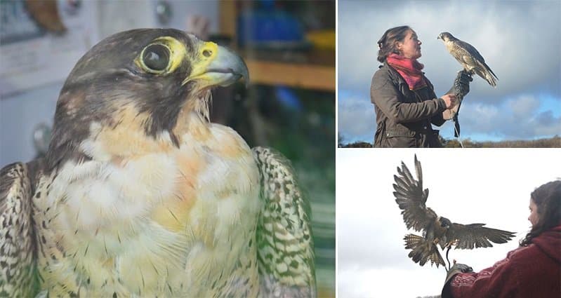 Wounded Falcon Saved From Sea