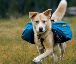 dog backpack
