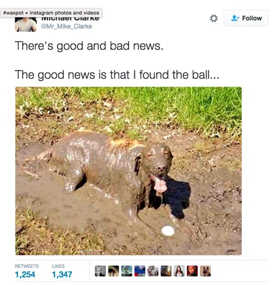 dogs-ball