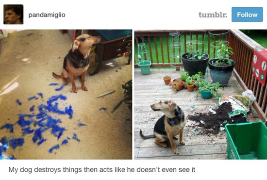 dogs-dont-look