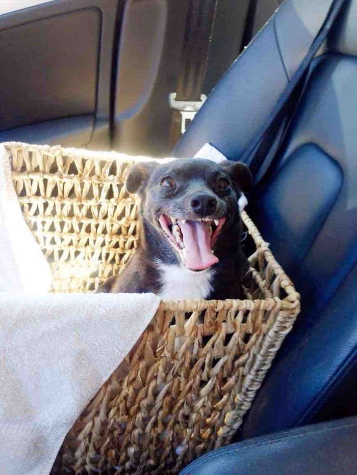 dogs-on-adoption-day-basket