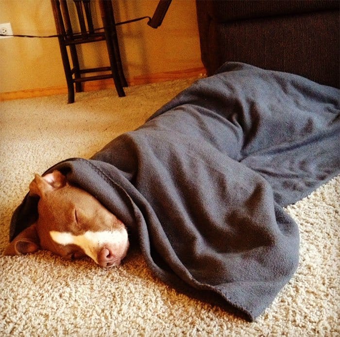 dogs-on-adoption-day-blanket